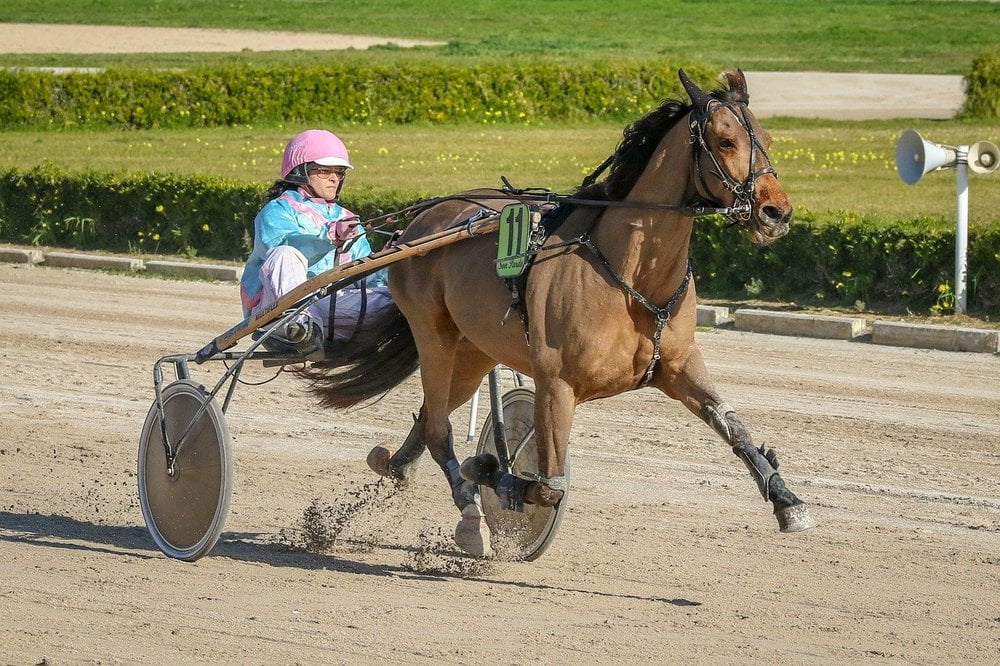 Bästa bettingsidorna för att spela för hästar